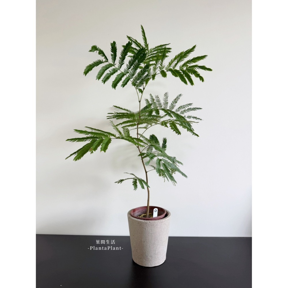 【職人配方】小豆樹配方土 小豆樹專用土 密葉猴耳環 含羞樹 寵物友善 觀葉植物 泥炭土 室內植物 特調比例 3L-細節圖10