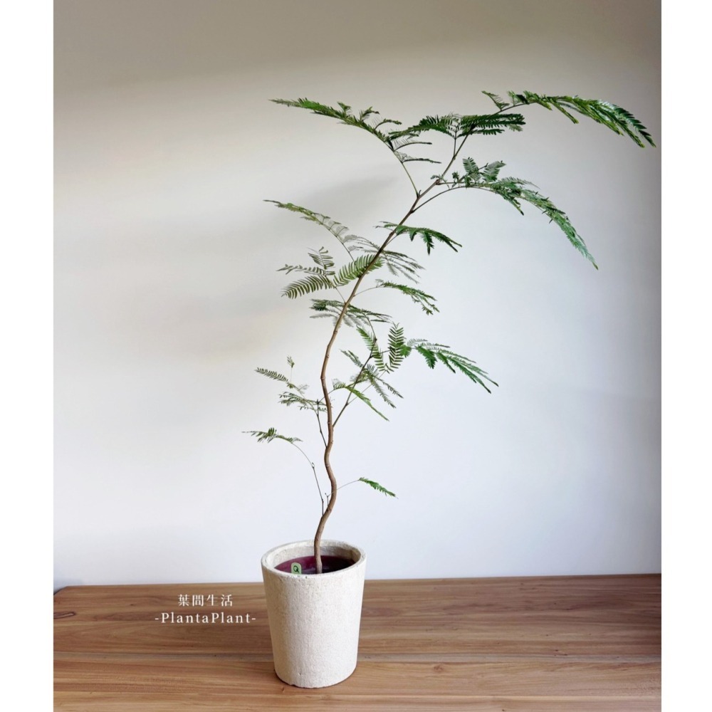 【職人配方】小豆樹配方土 小豆樹專用土 密葉猴耳環 含羞樹 寵物友善 觀葉植物 泥炭土 室內植物 特調比例 3L-細節圖11