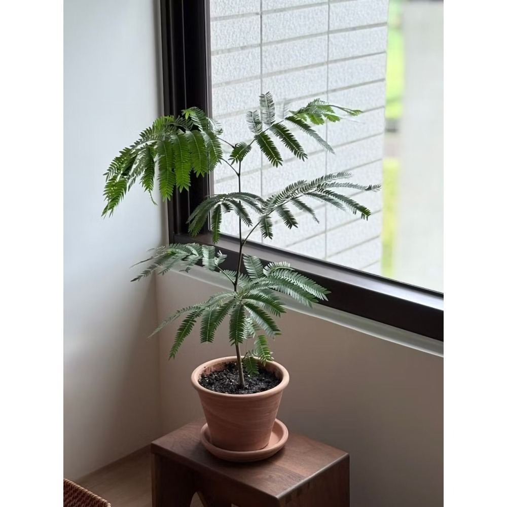 【職人配方】小豆樹配方土 小豆樹專用土 密葉猴耳環 含羞樹 寵物友善 觀葉植物 泥炭土 室內植物 特調比例 3L-細節圖7