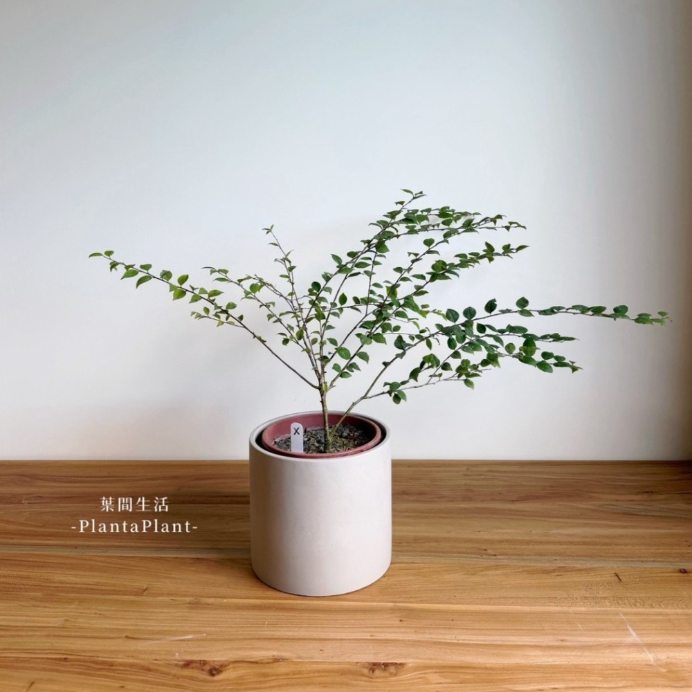 【職人配方】燈稱花配方土 燈秤花專用土 燈秤 燈稱 梅葉冬青 萬點金 秤星樹 岡梅 泥炭土 室內植物 特調比例 3L-細節圖7