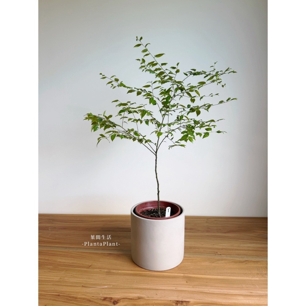 【職人配方】燈稱花配方土 燈秤花專用土 燈秤 燈稱 梅葉冬青 萬點金 秤星樹 岡梅 泥炭土 室內植物 特調比例 3L-細節圖8