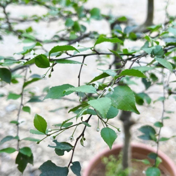 【職人配方】燈稱花配方土 燈秤花專用土 燈秤 燈稱 梅葉冬青 萬點金 秤星樹 岡梅 泥炭土 室內植物 特調比例 3L-細節圖10