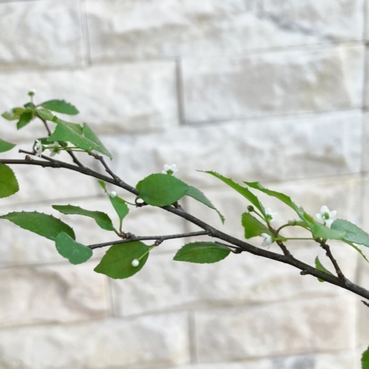 【職人配方】燈稱花配方土 燈秤花專用土 燈秤 燈稱 梅葉冬青 萬點金 秤星樹 岡梅 泥炭土 室內植物 特調比例 3L-細節圖11