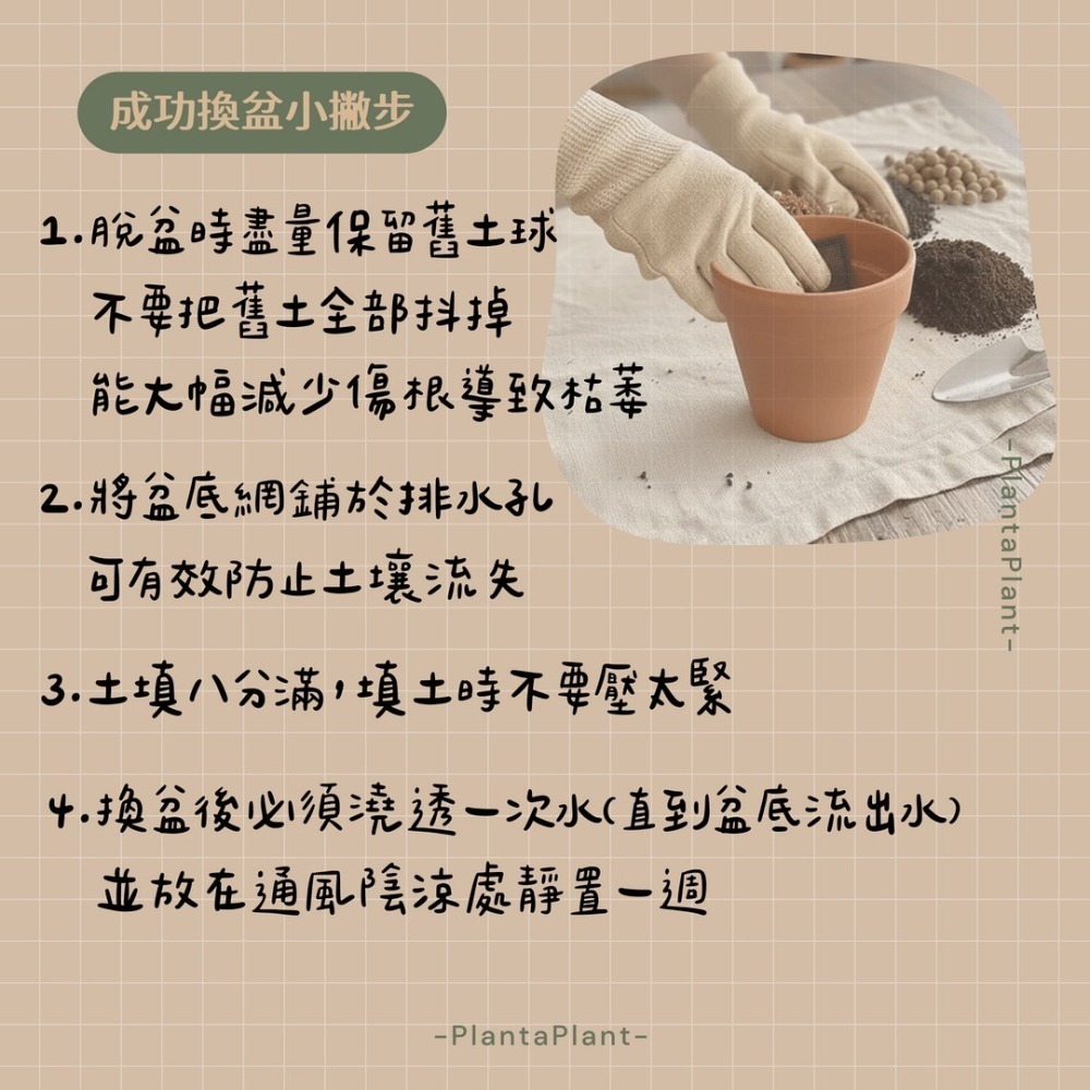 【職人配方】燈稱花配方土 燈秤花專用土 燈秤 燈稱 梅葉冬青 萬點金 秤星樹 岡梅 泥炭土 室內植物 特調比例 3L-細節圖3