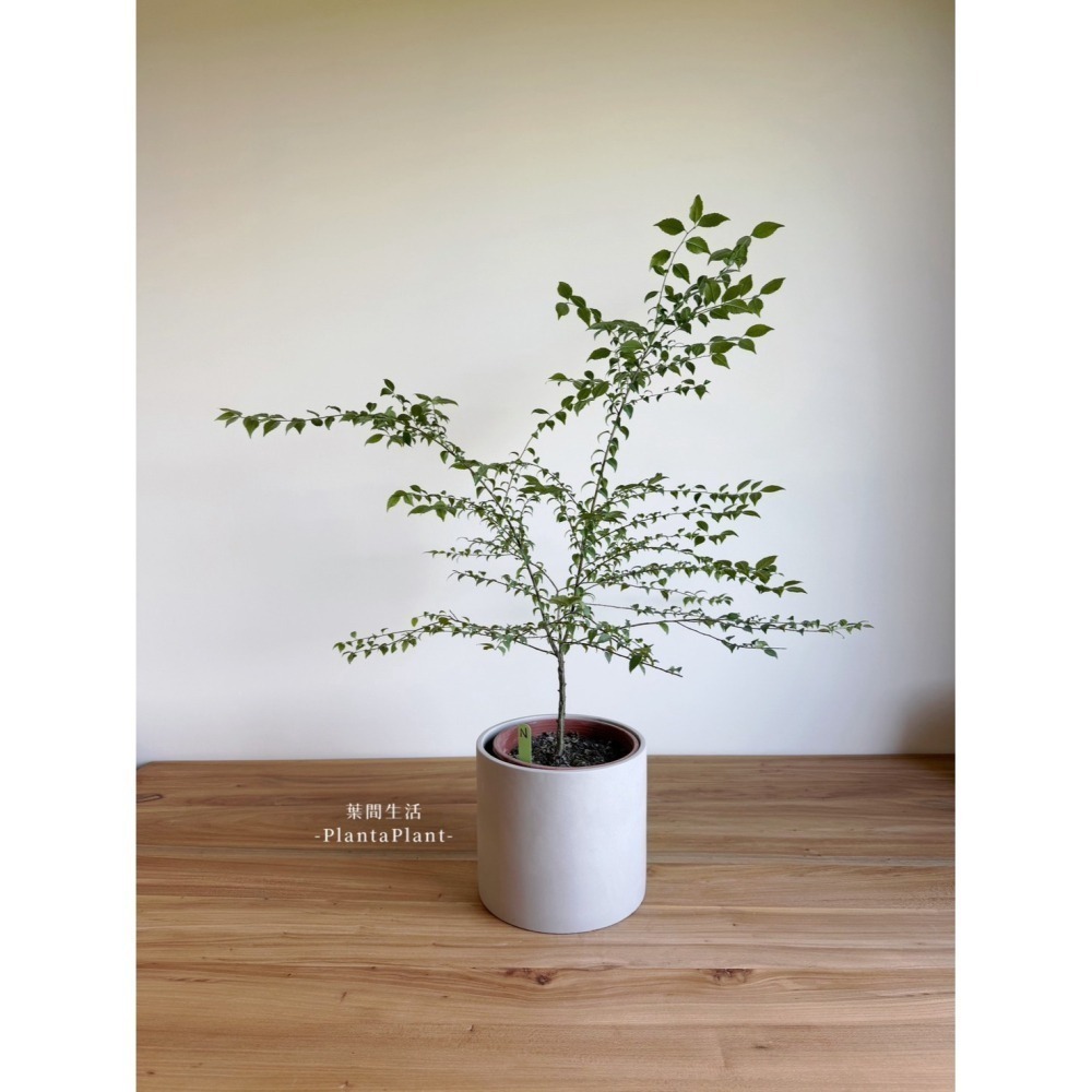 【職人配方】燈稱花配方土 燈秤花專用土 燈秤 燈稱 梅葉冬青 萬點金 秤星樹 岡梅 泥炭土 室內植物 特調比例 3L-細節圖9
