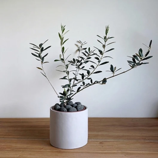 鋪面石 黑火山石 玄武岩碎石 發泡煉石 黑麥飯石 園藝造景 質感鋪面石 盆栽裝飾 多肉介質 1公斤 1公升-細節圖2