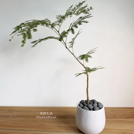 鋪面石 黑火山石 玄武岩碎石 發泡煉石 黑麥飯石 園藝造景 質感鋪面石 盆栽裝飾 多肉介質 1公斤 1公升-細節圖3