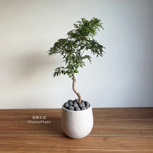 鋪面石 黑火山石 玄武岩碎石 發泡煉石 黑麥飯石 園藝造景 質感鋪面石 盆栽裝飾 多肉介質 1公斤 1公升-細節圖4