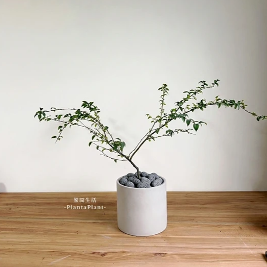 鋪面石 黑火山石 玄武岩碎石 發泡煉石 黑麥飯石 園藝造景 質感鋪面石 盆栽裝飾 多肉介質 1公斤 1公升-細節圖5