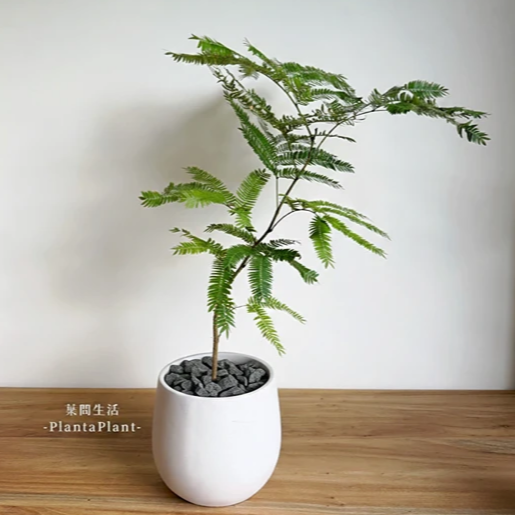 鋪面石 黑火山石 玄武岩碎石 發泡煉石 黑麥飯石 園藝造景 質感鋪面石 盆栽裝飾 多肉介質 1公斤 1公升-細節圖6