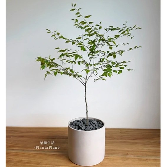 鋪面石 黑火山石 玄武岩碎石 發泡煉石 黑麥飯石 園藝造景 質感鋪面石 盆栽裝飾 多肉介質 1公斤 1公升-細節圖7