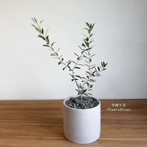 鋪面石 黑火山石 玄武岩碎石 發泡煉石 黑麥飯石 園藝造景 質感鋪面石 盆栽裝飾 多肉介質 1公斤 1公升-細節圖8