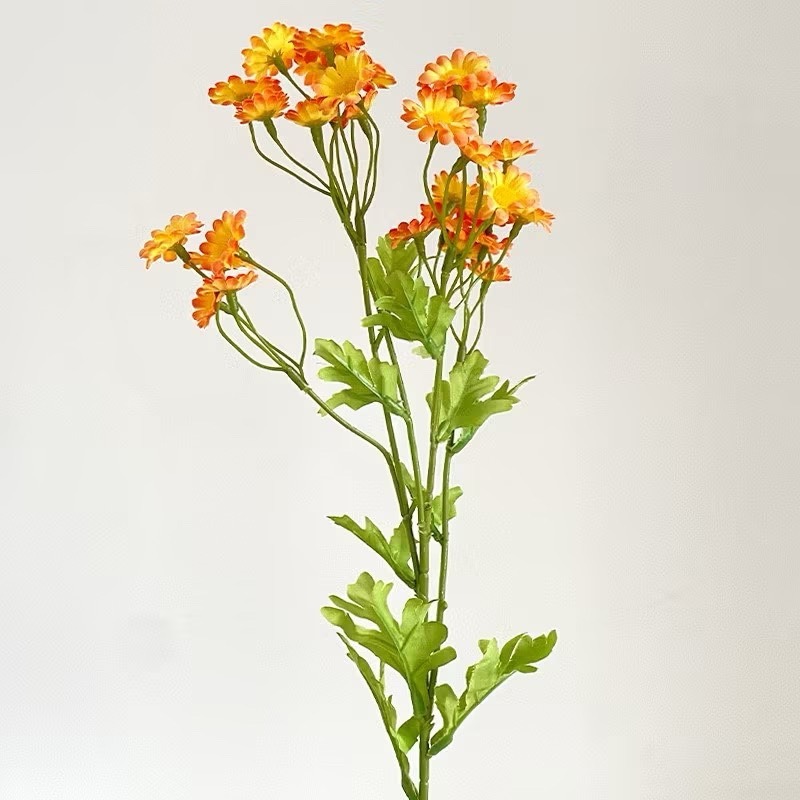 橘色【洋甘菊】