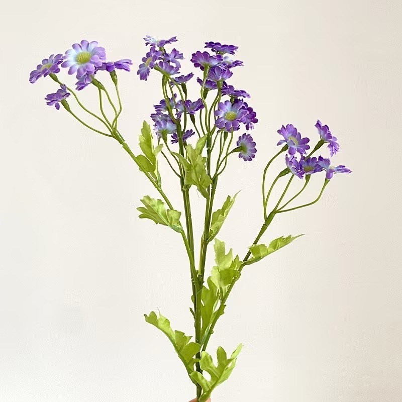 藍紫色【洋甘菊】