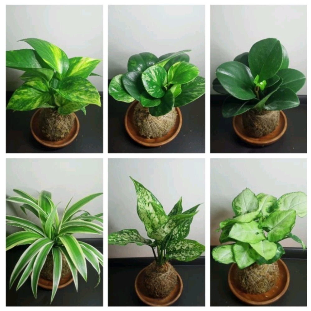 苔球 #室內植物 #禮物 #文青 #景觀 #辦公室小物 #空氣淨化 #空氣清淨 #綠色植物 #水苔 #風水擺設 #植栽-細節圖3