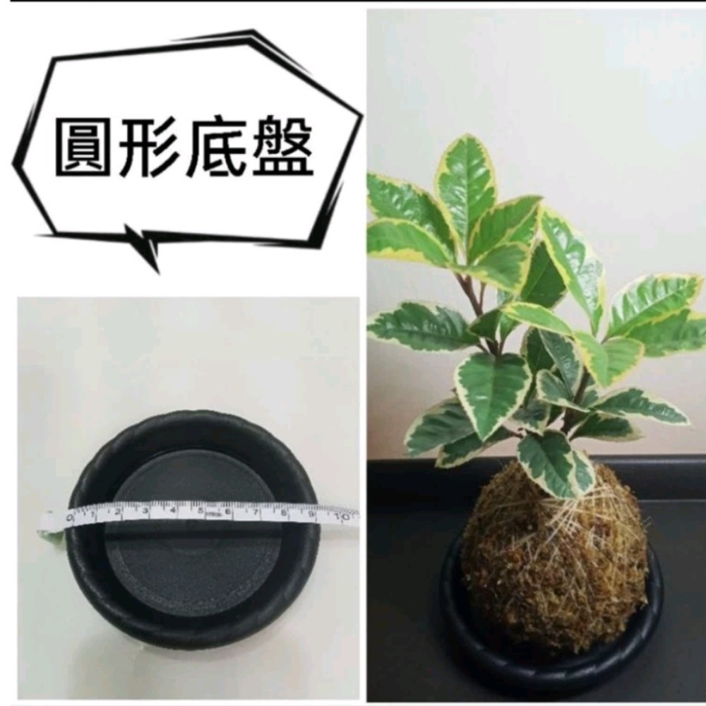 苔球 #室內植物 #禮物 #文青 #景觀 #辦公室小物 #空氣淨化 #空氣清淨 #綠色植物 #水苔 #風水擺設 #植栽-細節圖5