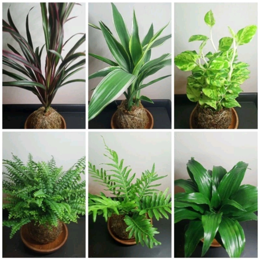 苔球 #室內植物 #禮物 #文青 #景觀 #辦公室小物 #空氣淨化 #空氣清淨 #綠色植物 #水苔 #風水擺設 #植栽-細節圖2