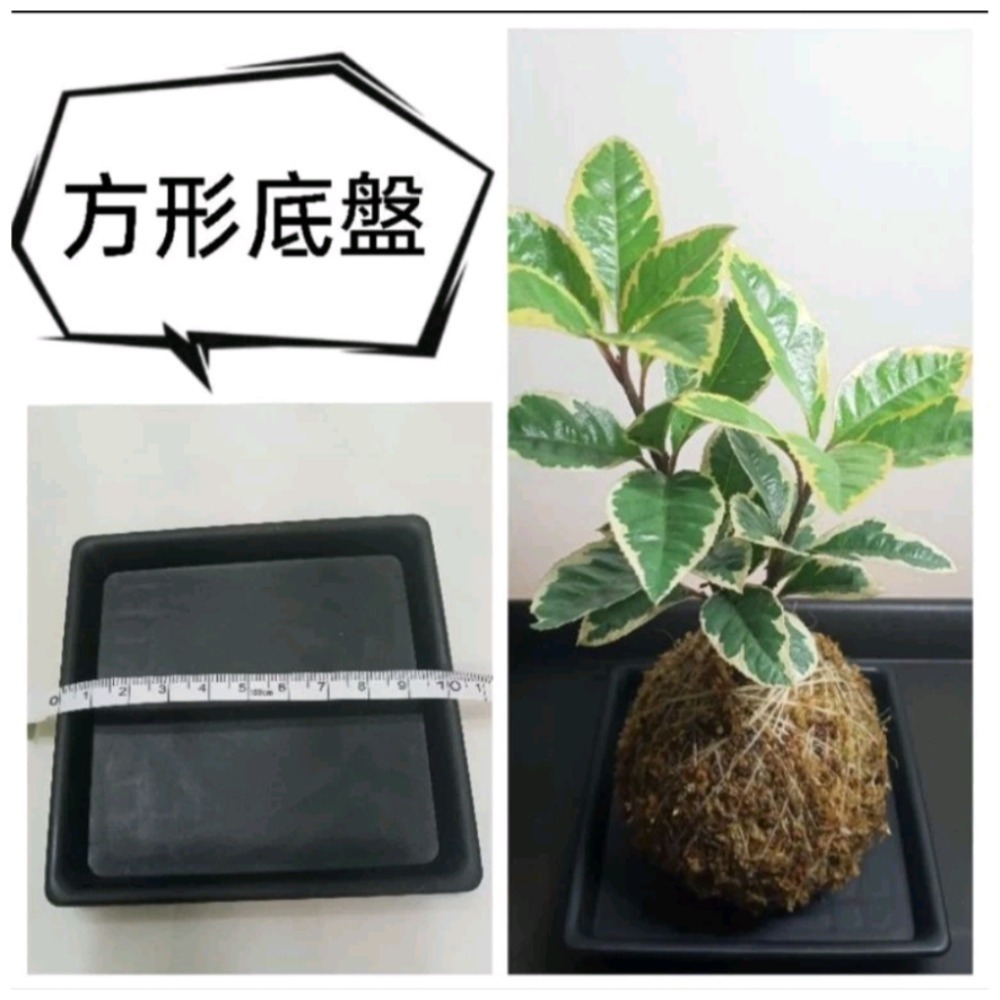 苔球 #室內植物 #禮物 #文青 #景觀 #辦公室小物 #空氣淨化 #空氣清淨 #綠色植物 #水苔 #風水擺設 #植栽-細節圖4