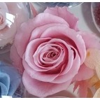 🌺花草遊戲🌺永生花 鑰匙圈💐永生玫瑰 教師節 情人節 母親 生日禮物 婚禮小物🌺 吊飾 交換禮物 伴娘-規格圖3