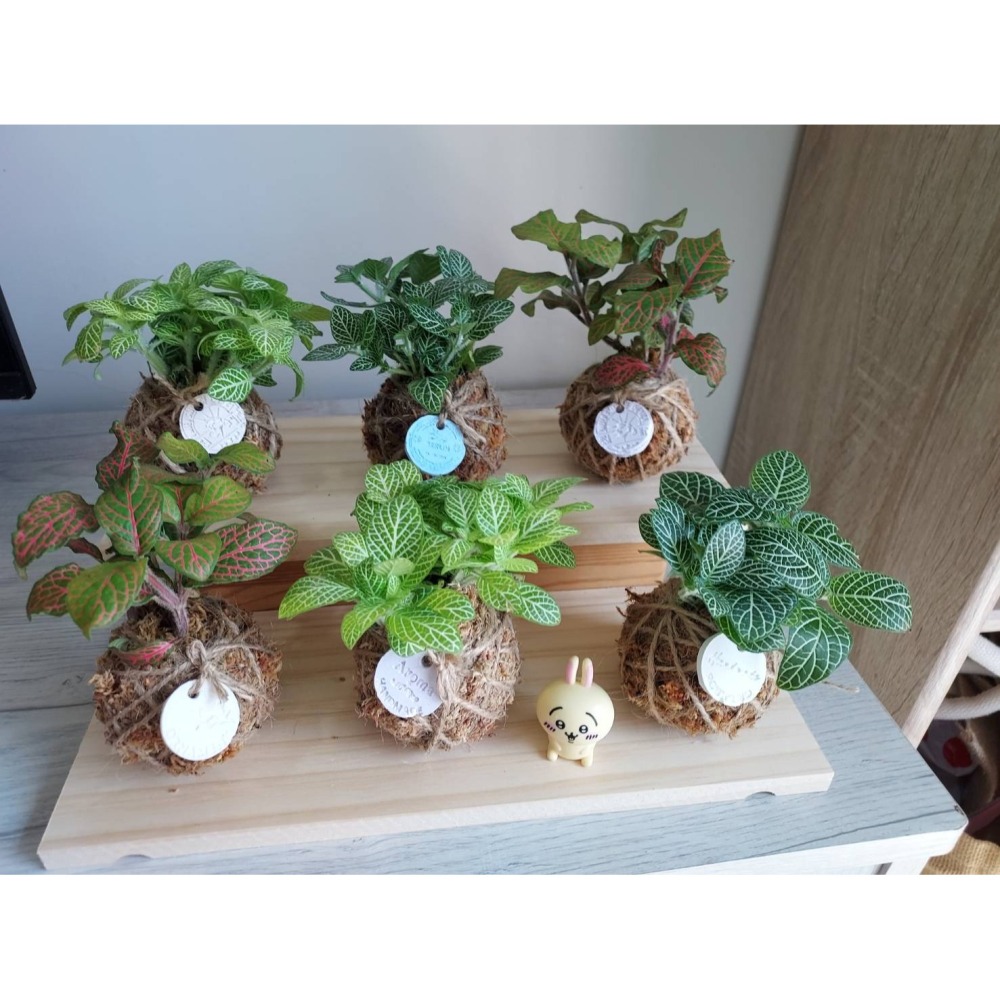 🌺花草遊戲🌺 麻繩 擴香石🌿｜文青植栽｜網紋草 嫣紅蔓｜彈簧草 植感苔球 辦公室  居家布置 開幕植栽-細節圖3