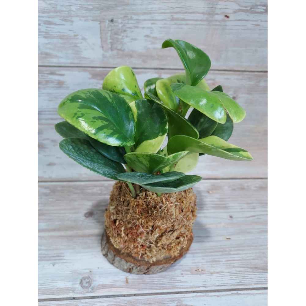 🌺花草遊戲🌺 麻繩 擴香石🌿｜文青植栽｜網紋草 嫣紅蔓｜彈簧草 植感苔球 辦公室  居家布置 開幕植栽-細節圖4