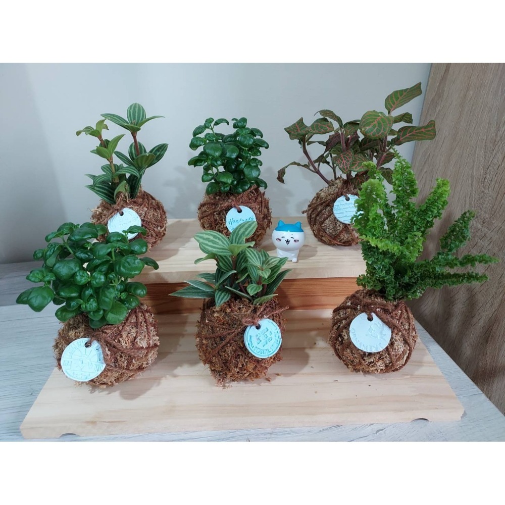 🌺花草遊戲🌺 麻繩 擴香石🌿｜文青植栽｜網紋草 嫣紅蔓｜彈簧草 植感苔球 辦公室  居家布置 開幕植栽-細節圖2