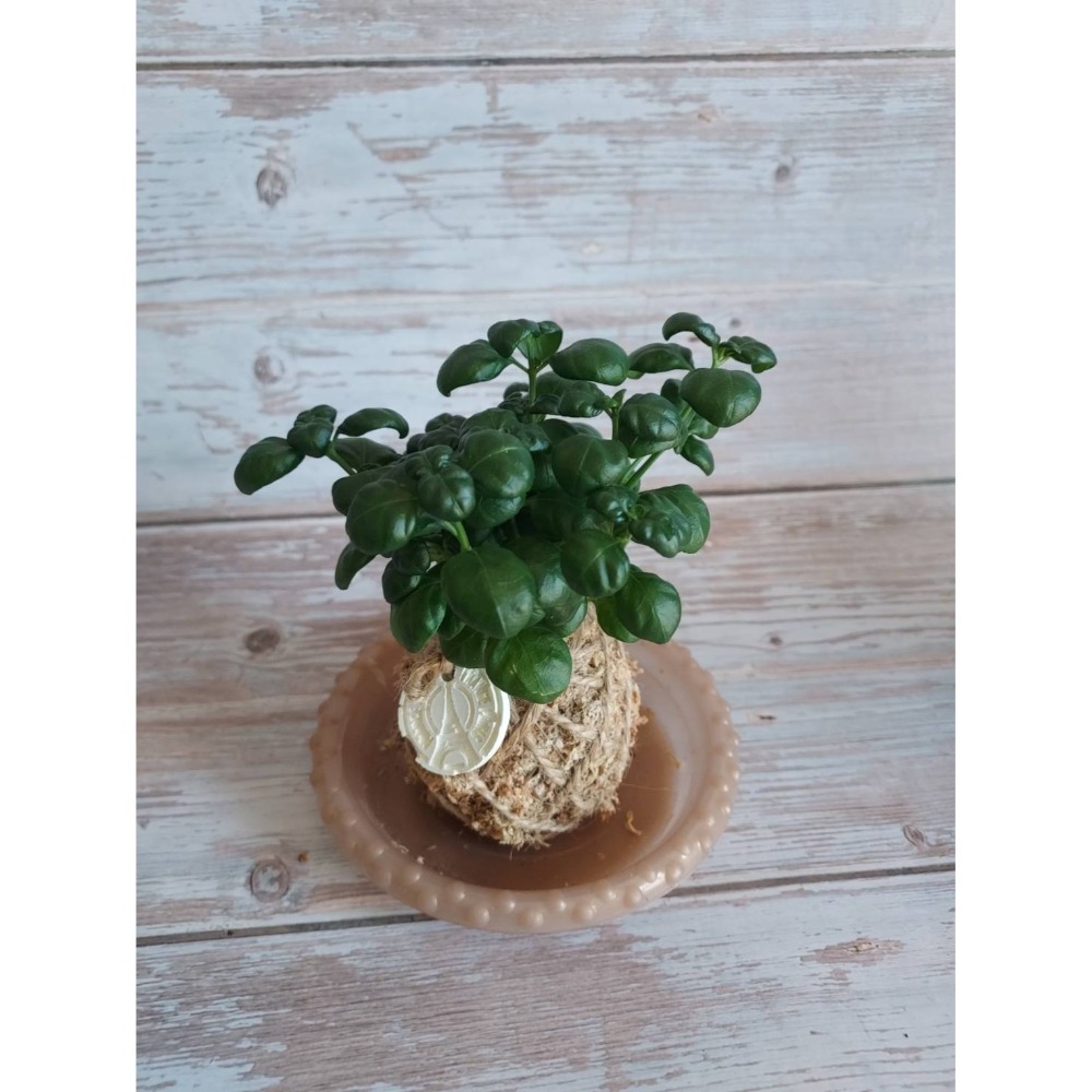 🌺花草遊戲🌺 麻繩 擴香石🌿｜文青植栽｜網紋草 嫣紅蔓｜彈簧草 植感苔球 辦公室  居家布置 開幕植栽-規格圖4