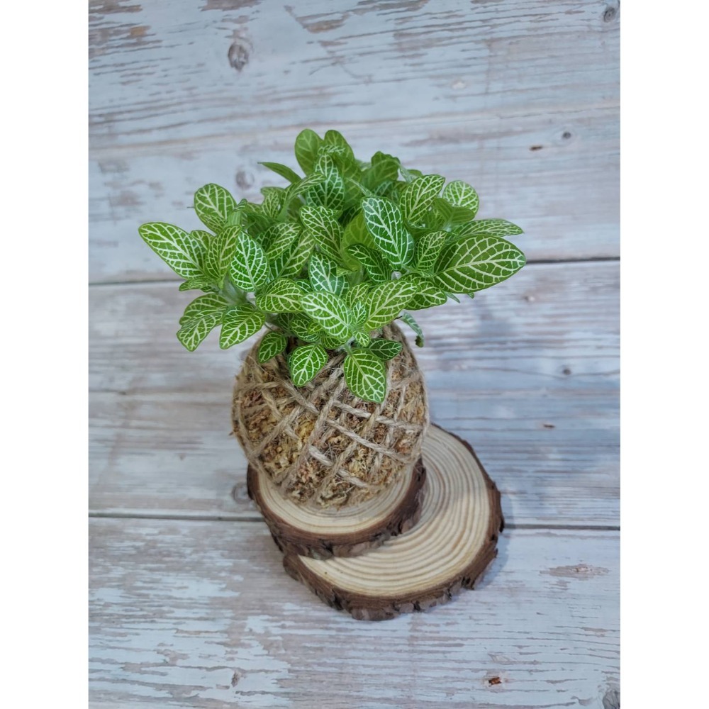 🌺花草遊戲🌺 麻繩 擴香石🌿｜文青植栽｜網紋草 嫣紅蔓｜彈簧草 植感苔球 辦公室  居家布置 開幕植栽-規格圖4