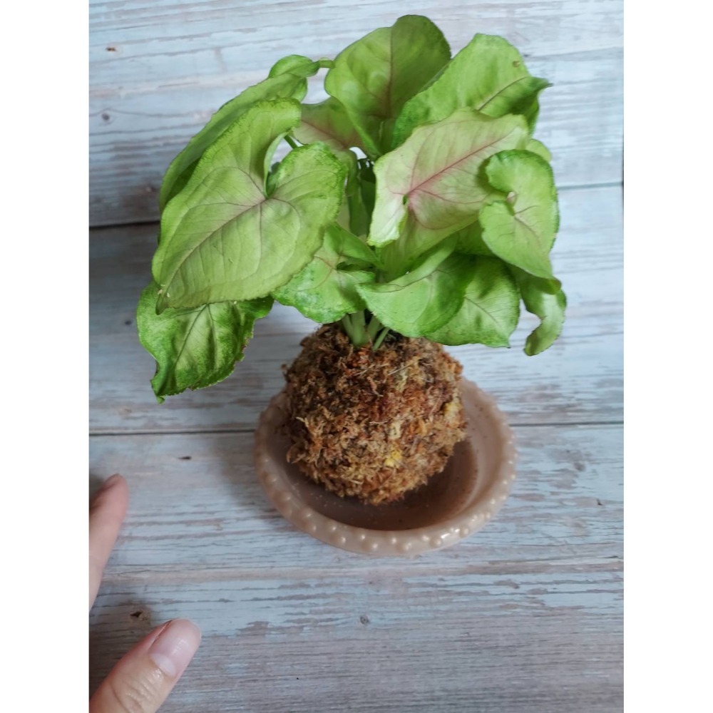 🌺花草遊戲🌺 麻繩 擴香石🌿｜文青植栽｜網紋草 嫣紅蔓｜彈簧草 植感苔球 辦公室  居家布置 開幕植栽-規格圖4