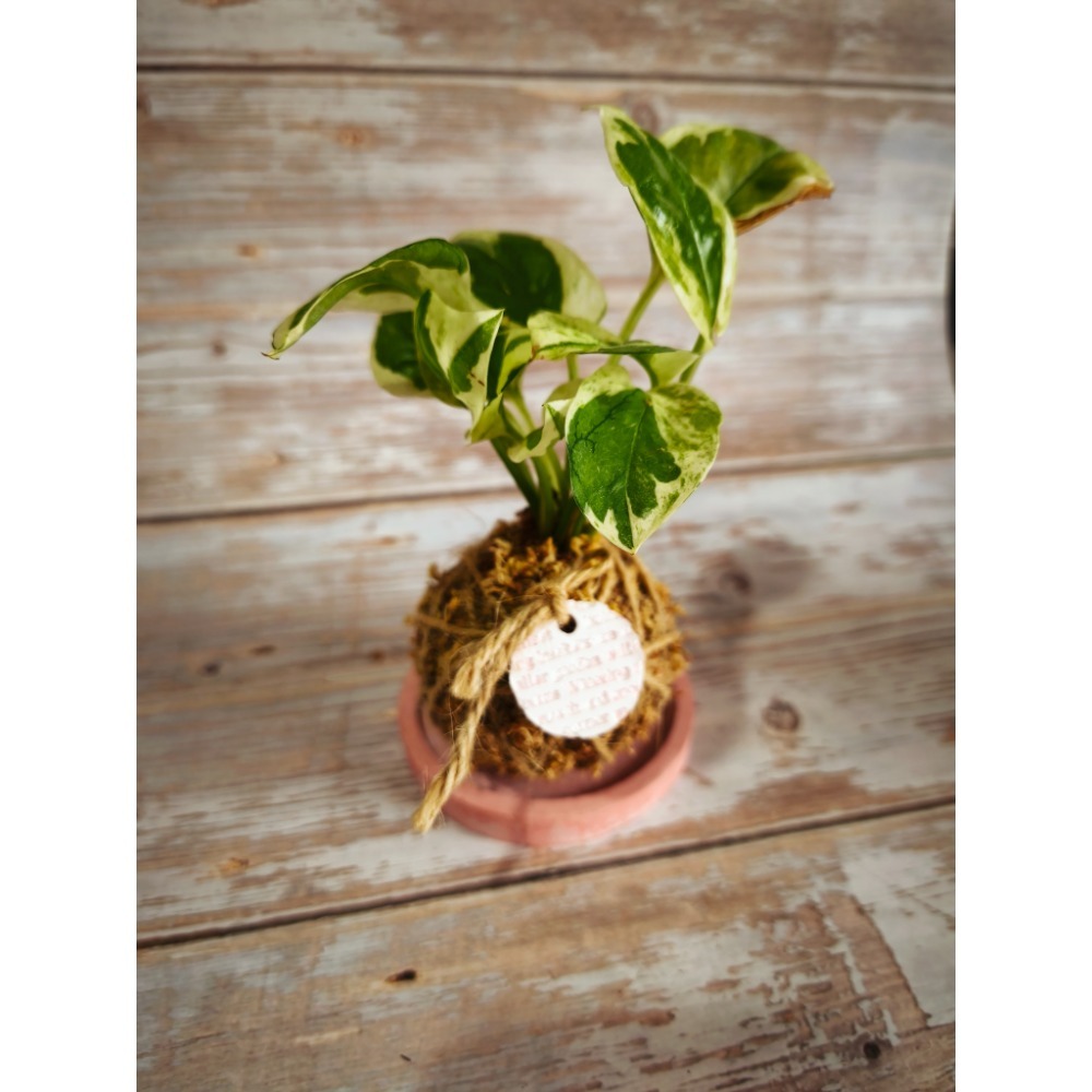 🌺花草遊戲🌺 麻繩 擴香石🌿｜文青植栽｜網紋草 嫣紅蔓｜彈簧草 植感苔球 辦公室  居家布置 開幕植栽-規格圖4