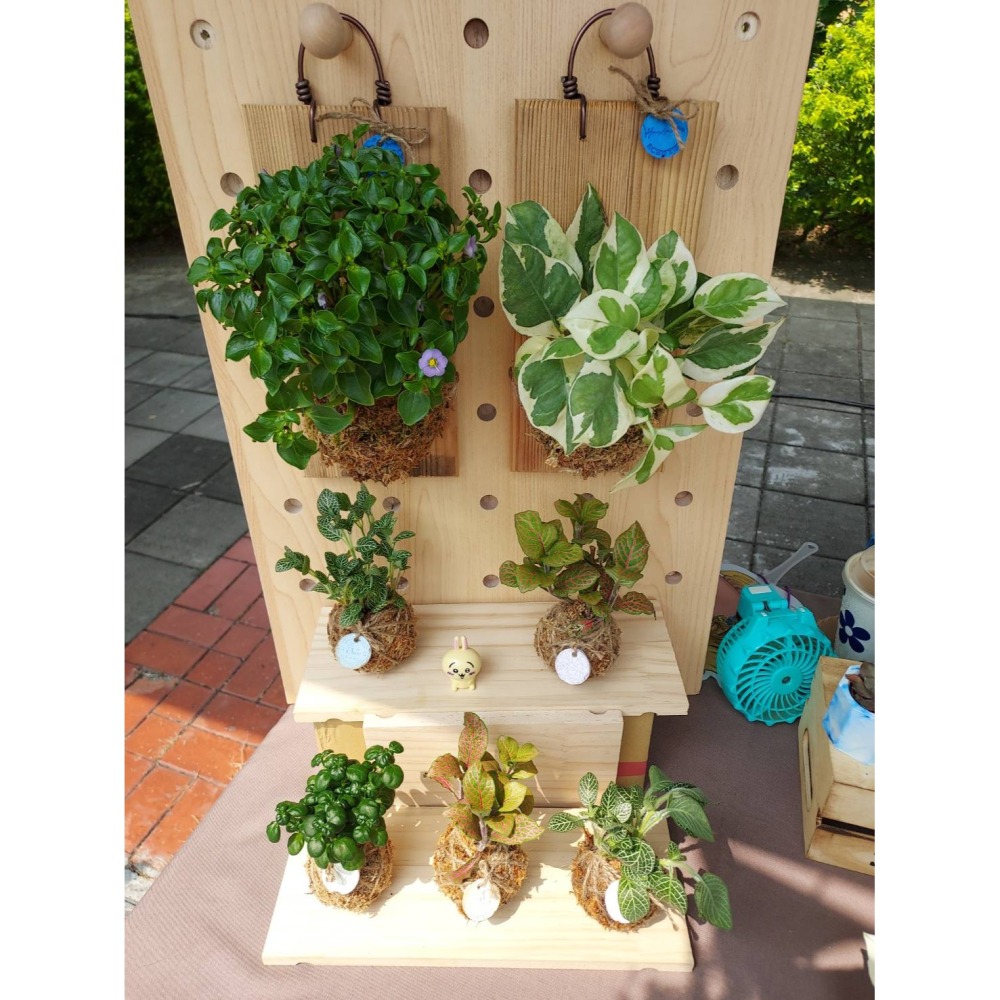 🌺花草遊戲🌺限時贈送 輕量上板🐞開幕賀禮 贈送瓢蟲👉買到賺到👈 山蘇  波士頓蕨  黃金葛 吊蘭 室內植物-細節圖2