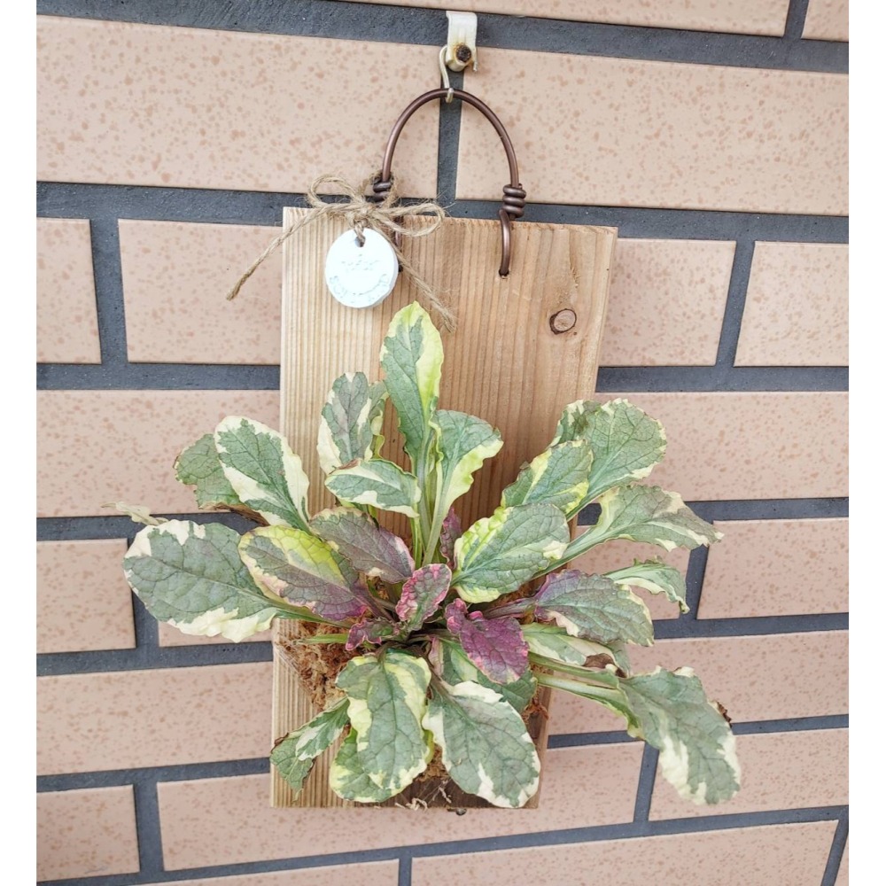 🌺花草遊戲🌺限時贈送 輕量上板🐞開幕賀禮 贈送瓢蟲👉買到賺到👈 山蘇  波士頓蕨  黃金葛 吊蘭 室內植物-細節圖3