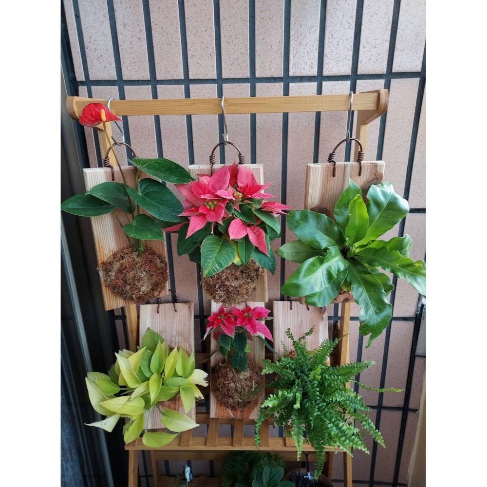 🌺花草遊戲🌺限時贈送 輕量上板🐞開幕賀禮 贈送瓢蟲👉買到賺到👈 山蘇  波士頓蕨  黃金葛 吊蘭 室內植物-細節圖4