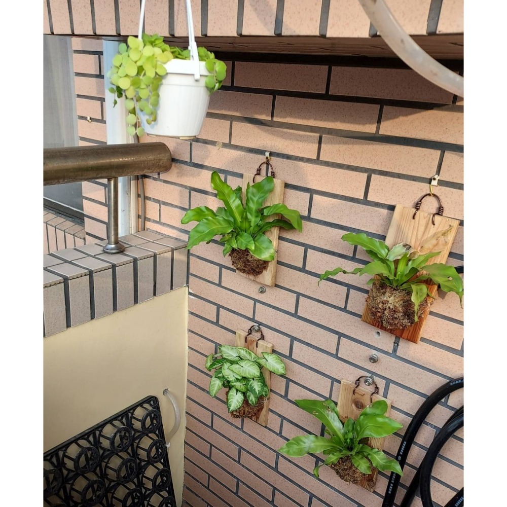 🌺花草遊戲🌺限時贈送 輕量上板🐞開幕賀禮 贈送瓢蟲👉買到賺到👈 山蘇  波士頓蕨  黃金葛 吊蘭 室內植物-細節圖5