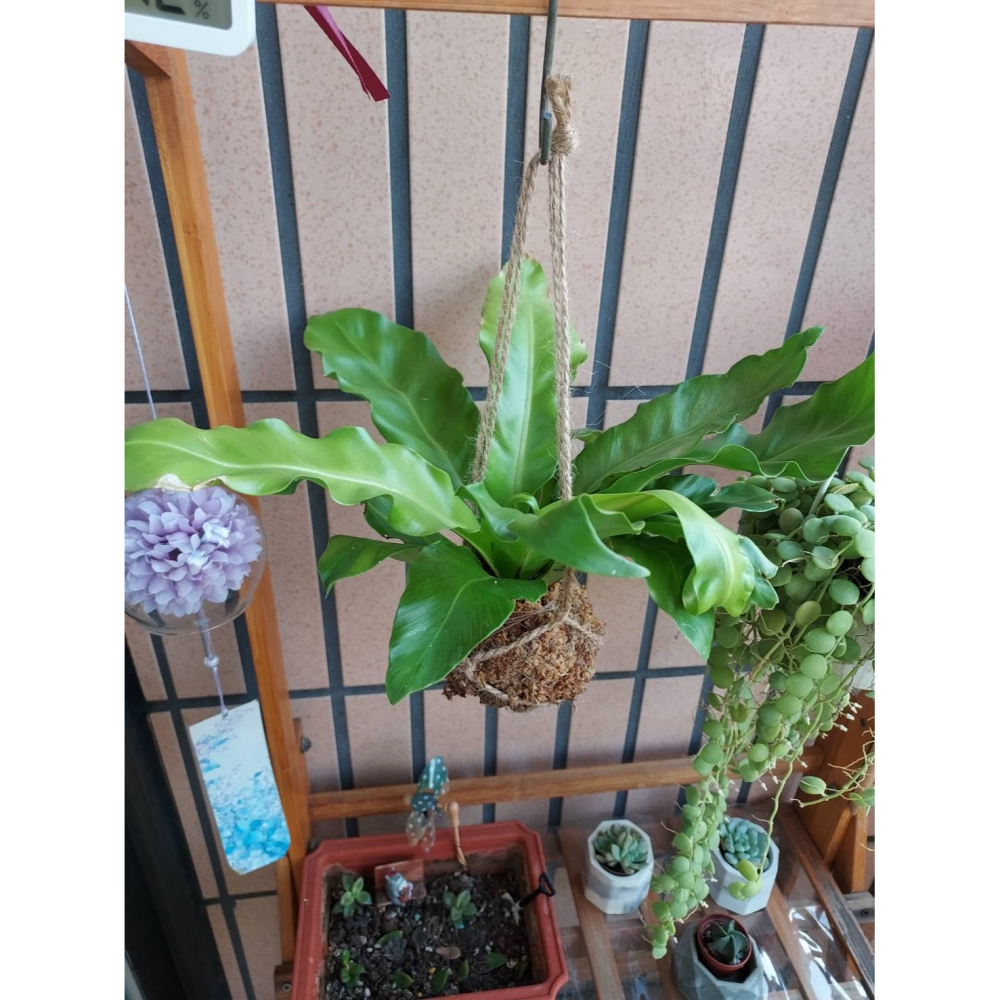 🌺花草遊戲🌺限時贈送 苔球🐞開幕賀禮 贈送瓢蟲👉吊繩麻繩苔球👈 山蘇  波士頓蕨  黃金葛 吊蘭 室內植物-細節圖2