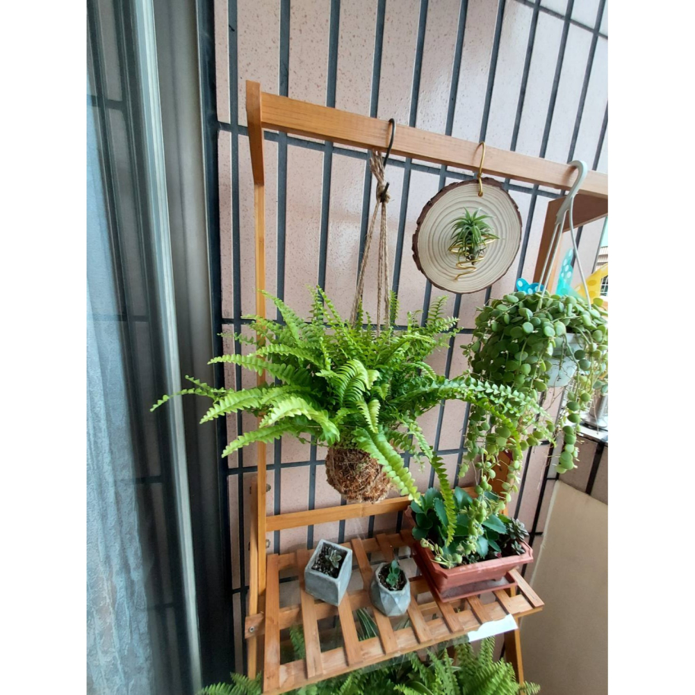 🌺花草遊戲🌺限時贈送 苔球🐞開幕賀禮 贈送瓢蟲👉吊繩麻繩苔球👈 山蘇  波士頓蕨  黃金葛 吊蘭 室內植物-細節圖3