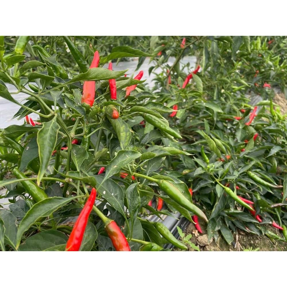 季節限定嘉義小農劉媽媽自種自產辣椒田新鮮現採朝天椒 1公斤1000公克價格-細節圖2