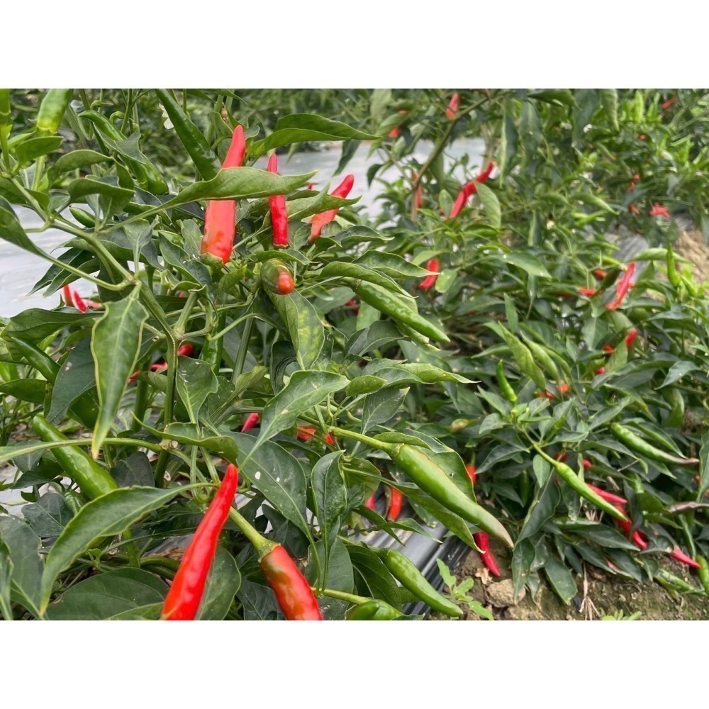 嘉義小農劉媽媽 自種自產辣椒田 新鮮現採朝天椒 1台斤600公克價格-細節圖2