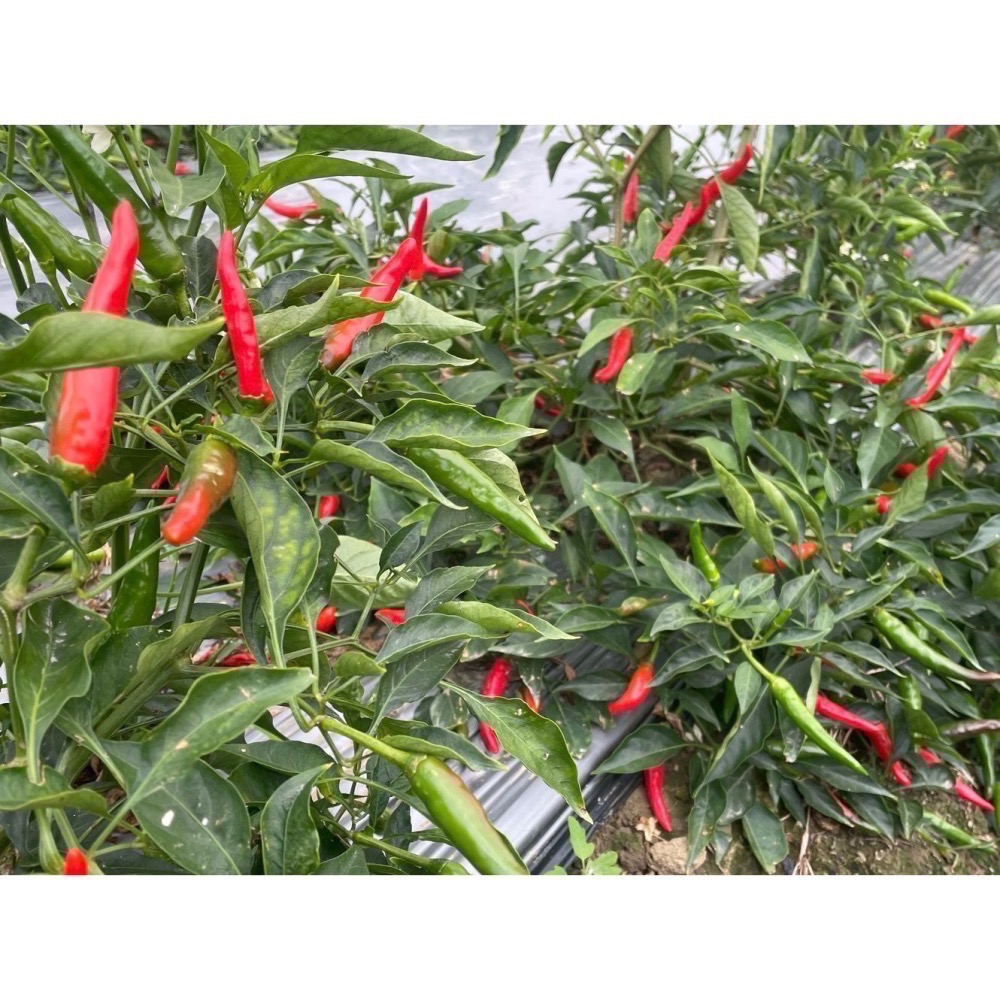 嘉義小農劉媽媽 自種自產辣椒田 新鮮現採朝天椒 1台斤600公克價格-細節圖3