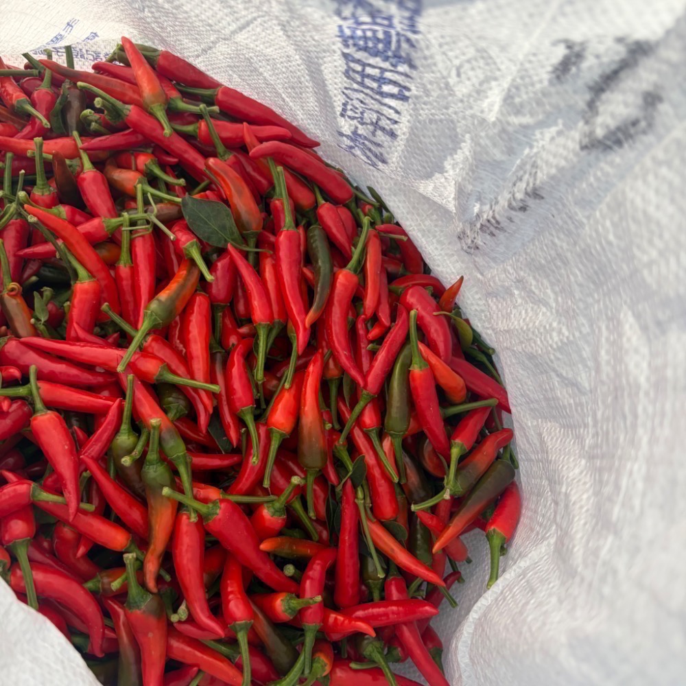 嘉義小農劉媽媽 自種自產辣椒田 新鮮現採朝天椒 1台斤600公克價格-細節圖4