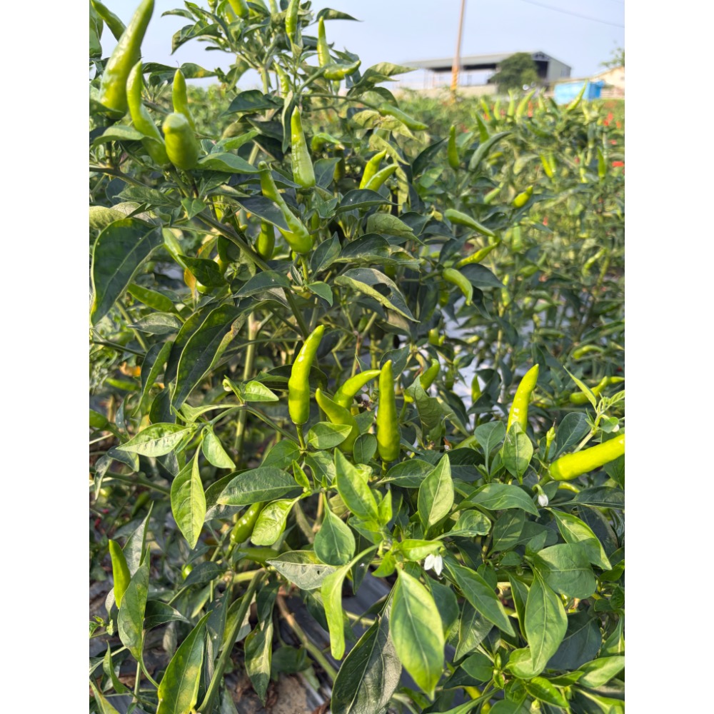 嘉義小農劉媽媽 自種自產辣椒田 新鮮現採綠色朝天椒 1台斤600公克價格-細節圖2