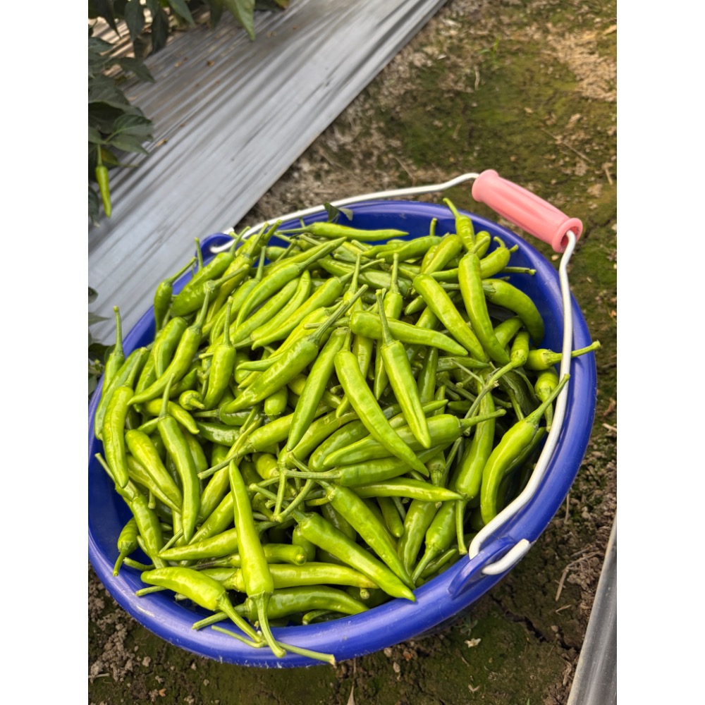 嘉義小農劉媽媽 自種自產辣椒田 新鮮現採綠色朝天椒 1台斤600公克價格-細節圖3