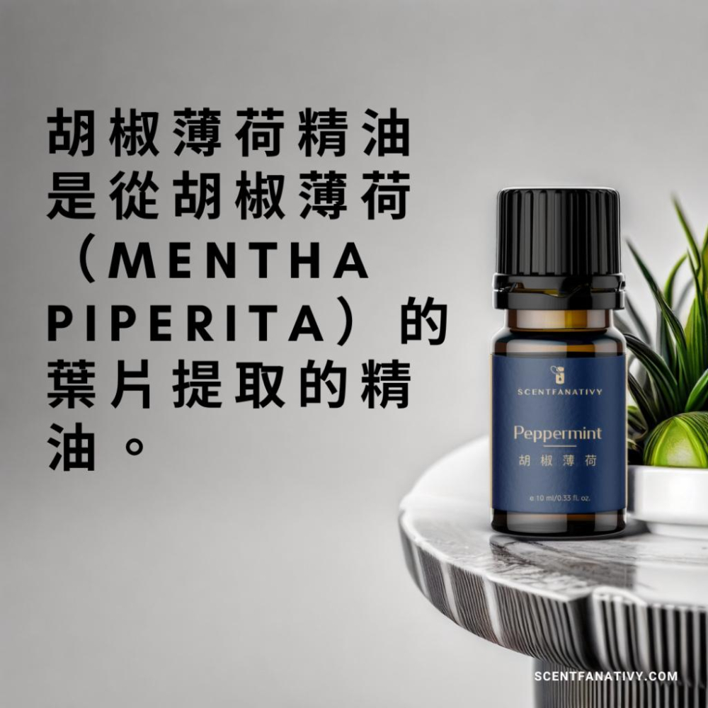【詩梵娜香氛】胡椒薄荷精油 10ml | Peppermint 產地印度 葉片蒸餾 學名Mentha piperita-細節圖2