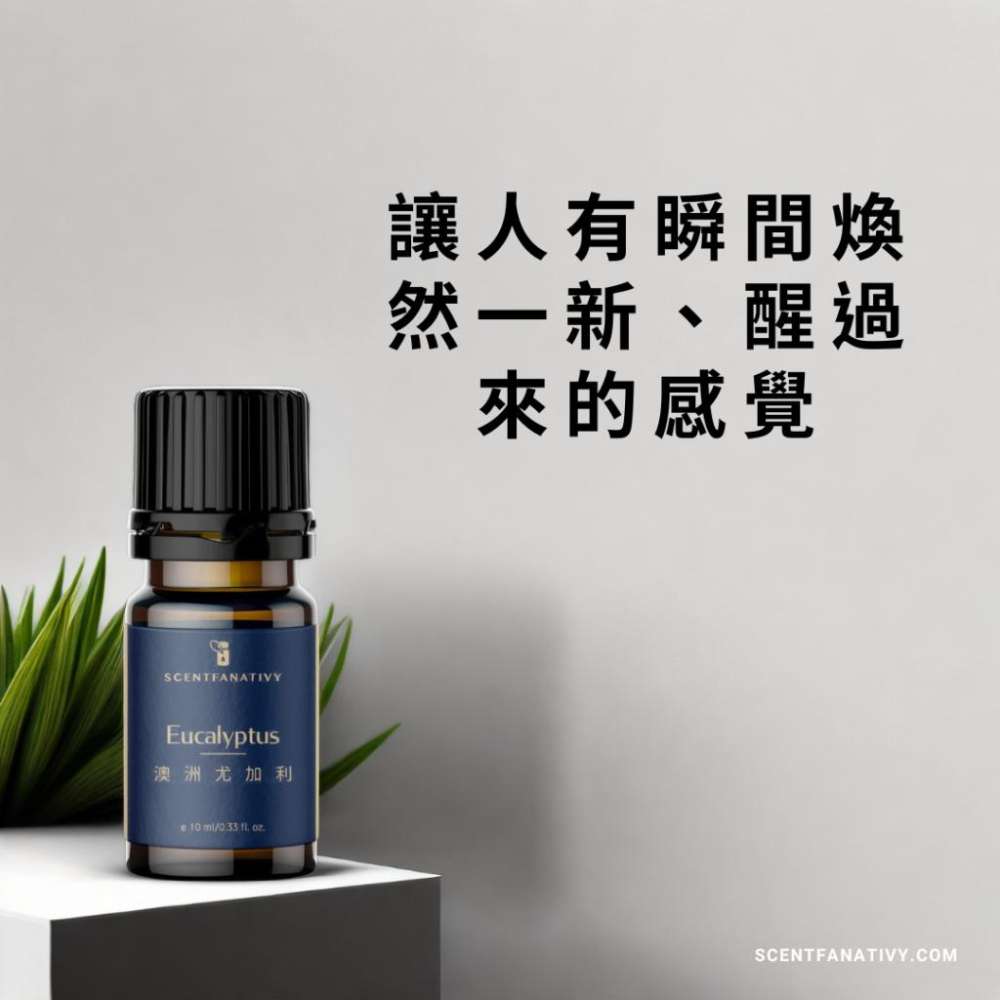 【詩梵娜香氛】澳洲尤加利精油 10ml | Eucalyptus radiata 產地法國 葉片蒸餾-細節圖2