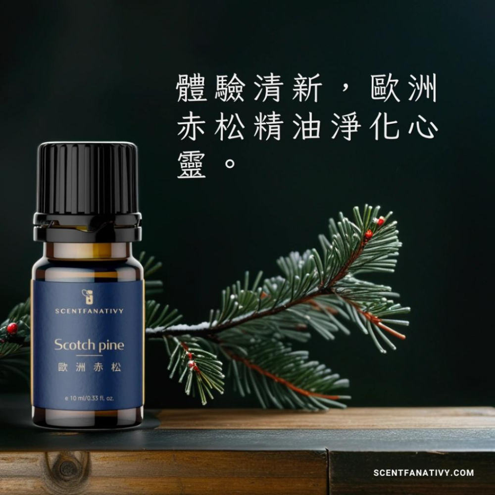 【詩梵娜香氛】歐洲赤松精油 10ml | 針葉 蒸餾 產地法國 蘇格蘭松 松木 精油 Scotch pine-細節圖3