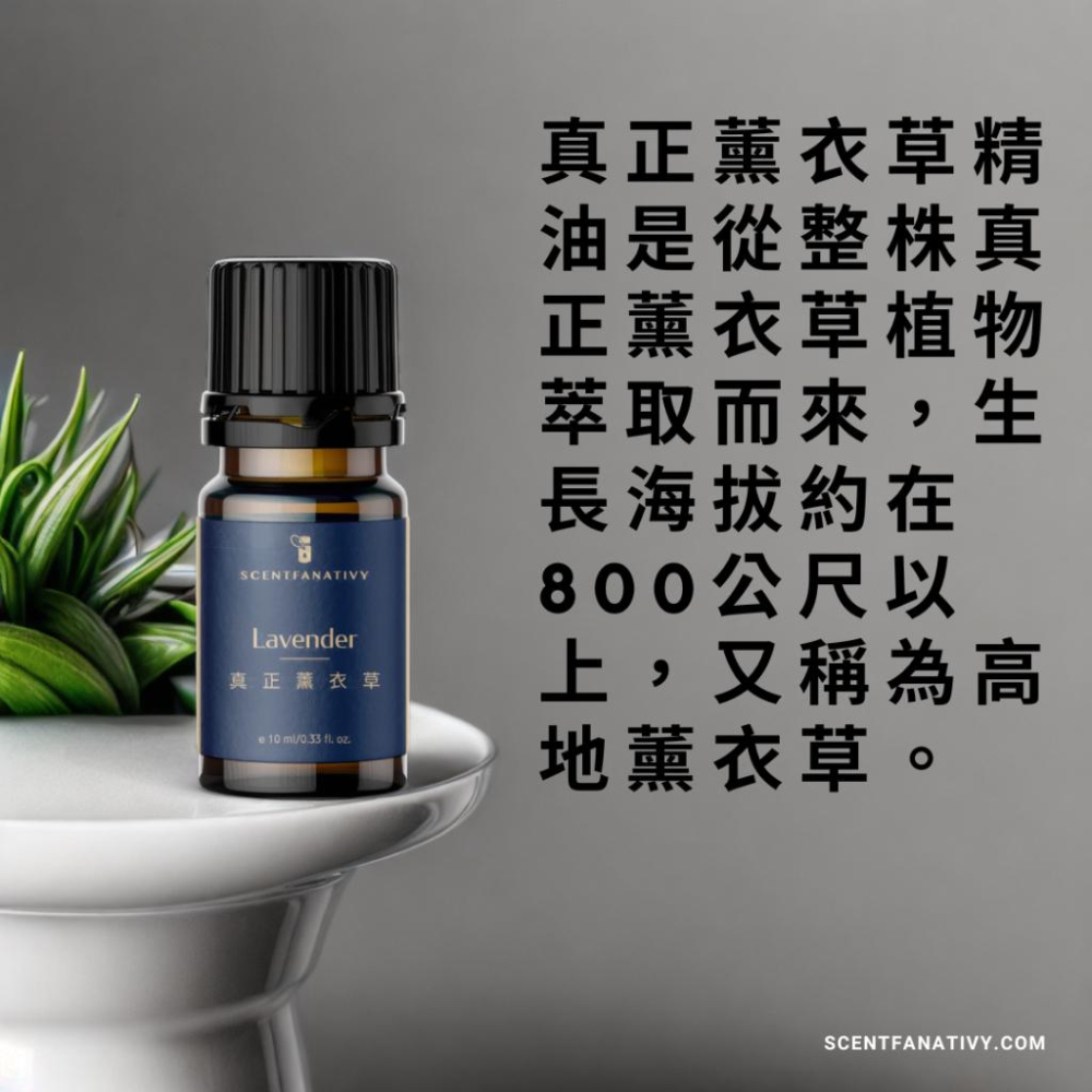 【詩梵娜香氛】真正薰衣草精油 10ml | True lavender 產地保加利亞 全株蒸餾 薰衣草精油-細節圖3
