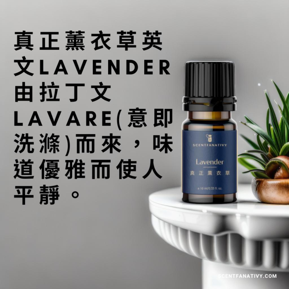 【詩梵娜香氛】真正薰衣草精油 10ml | True lavender 產地保加利亞 全株蒸餾 薰衣草精油-細節圖4