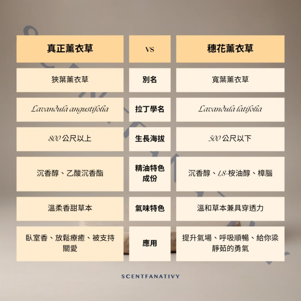 【詩梵娜香氛】穗花薰衣草精油 10ml｜Spike lavender oil 清醒力量・穿透力・呼吸清新・涼感薰衣草-細節圖3