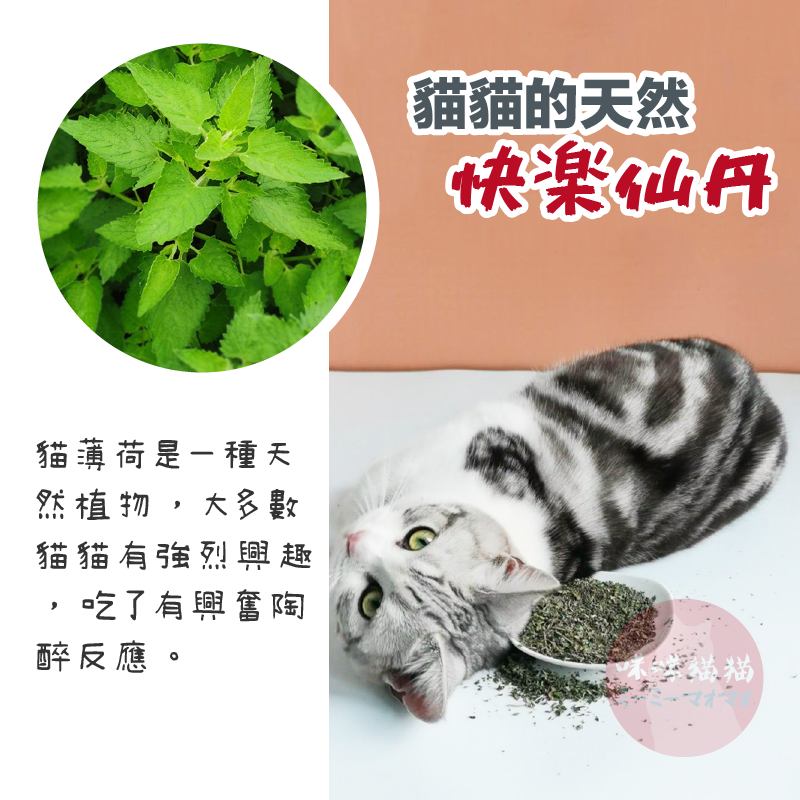 【24H出貨】貓薄荷粉 貓草粉 貓草 貓薄荷 貓零食 貓食 貓玩具 寵物零食 咪咪貓貓-細節圖2