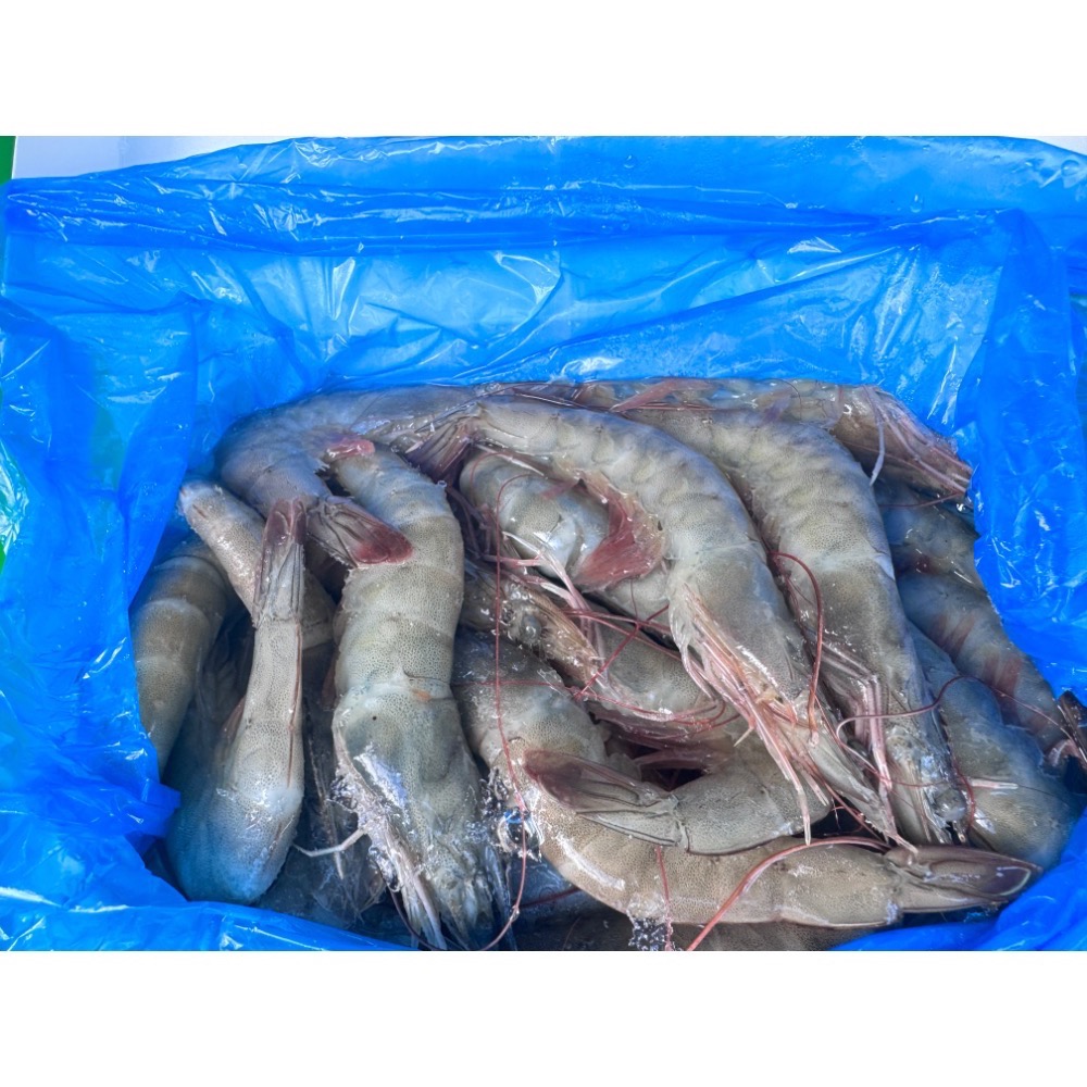 活凍白蝦 淨重700g[鱻美漁行］-細節圖2